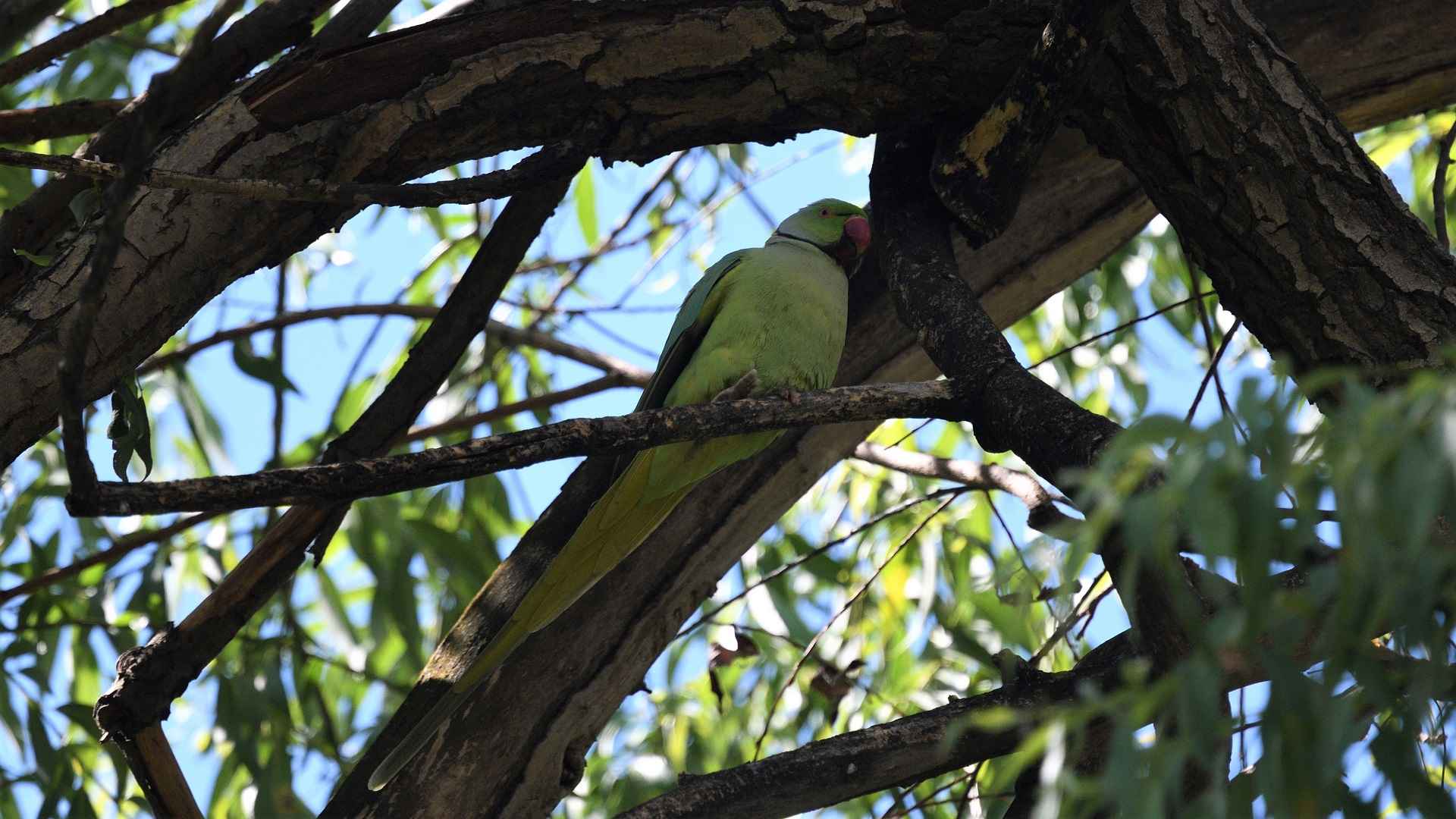 Eurasian Green Woodpecker